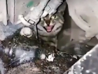 Умилительная операция по спасению замерзшего котейки работникам автосервиса Ростова попала на видео