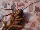 Семью из семи дрессированных тараканов-убийц продает ростовчанин 