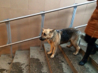 Ростовчане: Овчарка потерялась и стоит в подземном переходе около автовокзала