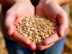 Закупку зерна в Ростовской области вдвое сократили три крупнейших контрагента 