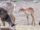 В Ростовском-на-Дону зоопарке показали малыша муфлона, которому меньше недели