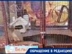 Ростовчане переживают за судьбу белок, заключенных в клетку в Трогательном зоопарке 