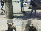 Ростовский зоопарк готов приютить несчастного медвежонка, замученного в Азовском районе