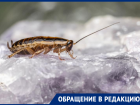 В Ростове в больнице на Профсоюзной пациенты нашли полчища тараканов