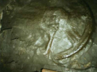 Запретная археология: оставленный 300 миллионов лет назад отпечаток колеса обнаружили в шахте Ростовской области