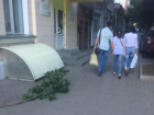 В ожидании новой трагедии из-за падающих деревьев бьют тревогу жители Пушкинской в Ростове