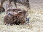 Большое пополнение в семействе копытных произошло в зоопарке Ростова-на-Дону