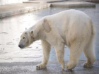 Белая медведица показала ледяные трюки в замерзшем бассейне Ростовского зоопарка