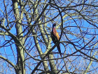 Красивого гордого фазана на дереве в Ростове жестокий ребенок забросал камнями 