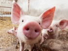 Карантин по африканской чуме свиней сняли ветеринары в Веселовском районе Ростовской области 