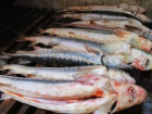 В Ростовской области «накрыли» нелегальный цех по переработке рыбы