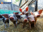 В двух районах Ростовской области ввели карантин из-за африканской чумы свиней