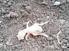 Маленький мертвый «гуманоид» на грядке вызвал сочувствие у жителей Ростовской области