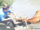 В Ростовской области спасатели вытащили из реки корову