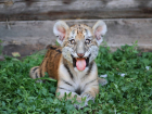 Три месяца исполнилось тигрятам Жигеру и Жанете из зоопарка Ростова