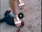 В Ростове девушка-живодерка издевалась над котенком и справляла на него нужду. Фото