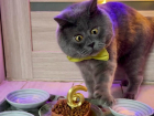 Удивленному коту-блогеру Феде из Ростовской области исполнилось 6 лет