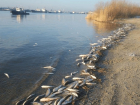 Озвучена причина массовой гибели рыбы в Дону
