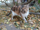 В Батайске беременную кошку выбросили на улицу