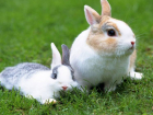 В Новошахтинске бомж украл из частного подворья восемь кроликов