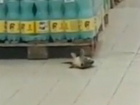 Легкомысленно дерзкий побег огромной рыбы из гипермаркета Ростова попал на видео