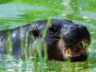 Карликовые бегемоты Риф и Найма снова резвятся в уличных вольерах в ростовском зоопарке