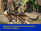 Прекрасных котов бенгальской породы продают в Ростове