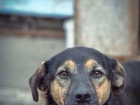 В Ростове ветврачи не смогли спасти собаку с разорванной диафрагмой
