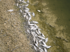 В Ростовской области в реке Мечетка погибла рыба