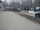 Аварийные деревья продолжают мять крыши автомобилей жителей Ростова