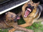 На Орской агрессивные собаки терроризирует горожан 