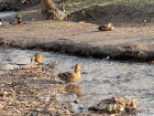 400 молодых уток-крякв выпустили в реку Маныч в Ростовской области