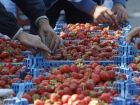 В Ростове продавали некачественные фрукты 