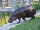 В зоопарке Ростова умер старейший в мире карликовый бегемот Риф