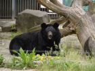 В Ростовском зоопарке день рождения у пары гималайских медведей