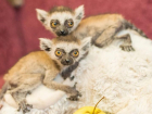 В Ростовском зоопарке показали малышей лемуров
