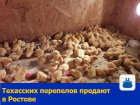 Техасских перепелов продают в Ростове