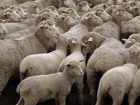 72 овцы были украдены у ростовского фермера 