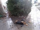 Свидетелями массового отравления собак стали шокированные прохожие в центре Ростова