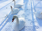 Прекрасные зимние лебеди в парке Революции вызвали восхищение у жителей Ростова