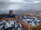 Санкционная исландская рыба не доплыла до прилавков магазинов Ростова