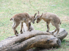 Ростовский-на-Дону зоопарк показал трех малышей кубанских туров