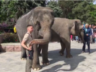 Цирковые слоны совершили прогулку по центру Ростова