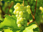 Держись, виноград: что ростовчанам сделать, чтобы ягоды остались целыми