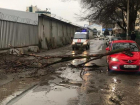 Из-за сильного ветра в Ростове массово попадали деревья