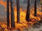 Площадь лесного пожара в Ростовской области достигла 17 гектаров