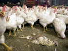 Живьем в газовые камеры решили отправить тысячи зараженных птичьим гриппом кур из Ростовской области