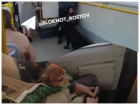 В Ростове обсуждение отсутствия намордника на собаке в автобусе вызвало скандал