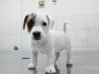 В Ростовской области 29 февраля пройдет день льготной стерилизации домашних животных 