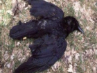 Массовая гибель птиц потрясла жителей Новочеркасска